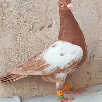 نر و ماده میولمنز کاکل پیشونی کفتر