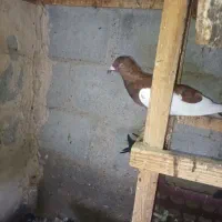 کفتر پلاکی ایرانی پاکستانی جمله|پرنده|بند زرک, |دیوار