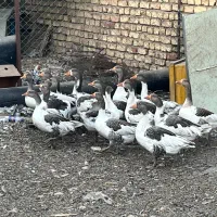 تعدادی غاز|حیوانات مزرعه|خمینی‌شهر, |دیوار