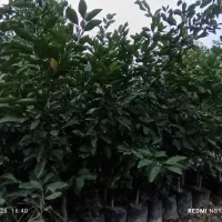 نهال مرکبات نارنگی، نارنگی ژاپنی،تامسون، خونی و.|خدمات باغبانی و درختکاری|ساری, |دیوار