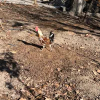 مرغ وخروس لری اصیل درجه۱