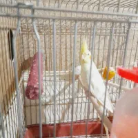 فروش یک عدد عروس هلندی لوتینو کاملا سرحال|پرنده|داراب, |دیوار