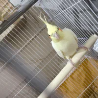 عروس هلندی|پرنده|پیشوا, |دیوار