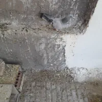 ماده بدرنگ کلاغ میزن