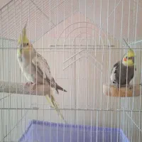 دوعروس هلندی مولد