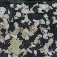 بچه مولی و گوپی