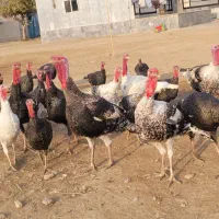 بوقلمون و بیوتی