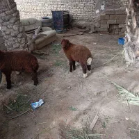 بره|حیوانات مزرعه|اهواز, شهرک دانشگاه|دیوار