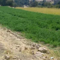 اجاره زمین کشاورزی