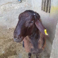 سلام خدمت دوستان عزیز بره همو درجه یک|حیوانات مزرعه|شیروان (خراسان), |دیوار