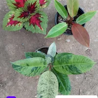 گل های زیبا|گل و گیاه طبیعی|فاضل آباد, |دیوار