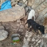 سگ نجات دار