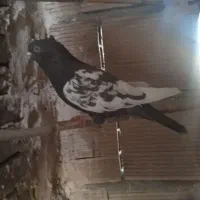 گرفتنی|پرنده|سبزوار, قلعهنو دهزار|دیوار