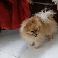 سگ پامر
