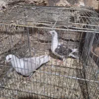 کبوتر دوکت پلاکی|پرنده|جوانرود, |دیوار