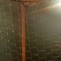 قفس با مرغ عشق|لوازم جانبی حیوانات|سراوان, |دیوار