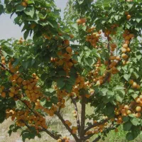 نهال زردآلو شکرپاره
