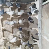 کفتر هوایی ماده ۳۰ تا