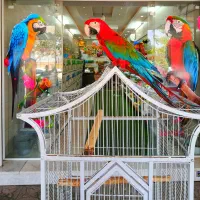 طوطی آرا ، کاسکو سخنگو