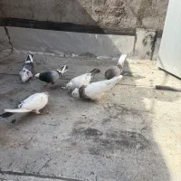 کفتر پرشی|پرنده|قم, ولیعصر|دیوار