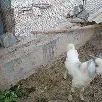 فروش کهره نر|حیوانات مزرعه|لامرد, |دیوار