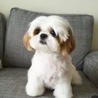 پانسیون خانگیه پودی