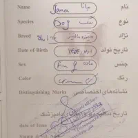 توله سگ دوماهه ماده|سگ|پردیس, فاز ۸|دیوار