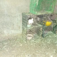 کبوتر آس ماده