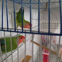 یکجفت کوتوله برزیلی نر و ماده|پرنده|اقلید, |دیوار