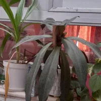 فروش  انواع  گل|گل و گیاه طبیعی|اردکان, |دیوار