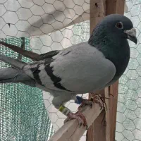 دوتا نر عراق