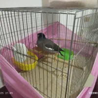 مینا|پرنده|ماهدشت, |دیوار