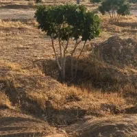 درخت انجیر|گل و گیاه طبیعی|فسا, |دیوار