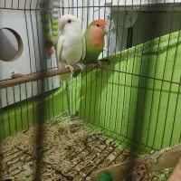 طوطی برزیلی