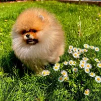 پامر خرسی سایز تیکاپ|سگ|تهران, سعادتآباد|دیوار