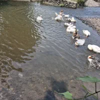 غاز دورگه محلی  کاکولی هم داخلش داره