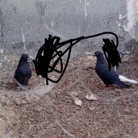 ذاغ دم سفید کاکل