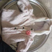 لباس دخترانه|کفش و لباس بچه|کرج, حصارک پایین|دیوار