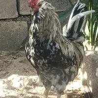 مرغ وخروس گلین اصل چهل تاج|حیوانات مزرعه|خورموج, |دیوار