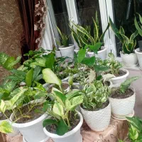 گل های آپارتمانی و حیاط