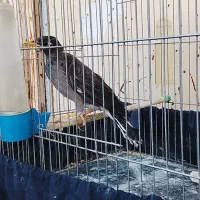 مرغ مینا|پرنده|بیستون, |دیوار