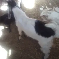 تعدادی بزغاله