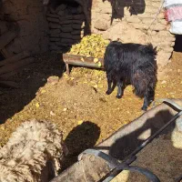 غوچ .بز .چپش