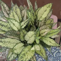 گل آپارتمانی|گل و گیاه طبیعی|قم, هفت تیر|دیوار