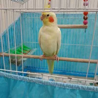 طوطی عروس نر با قفس|پرنده|رشت, دخانیات|دیوار