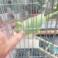 طوطی ملنگو آرام ۸ماهه