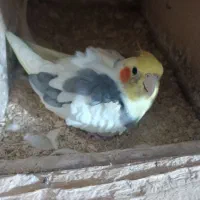 طوطی عروس سرتخم