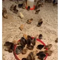 20000|حیوانات مزرعه|خاش, |دیوار