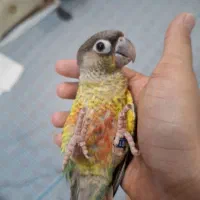 معاوضه باماده