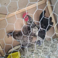 مرغ و خروس مینیاتوری